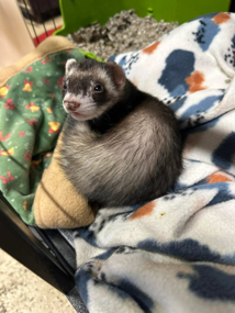 Saving Small Animals