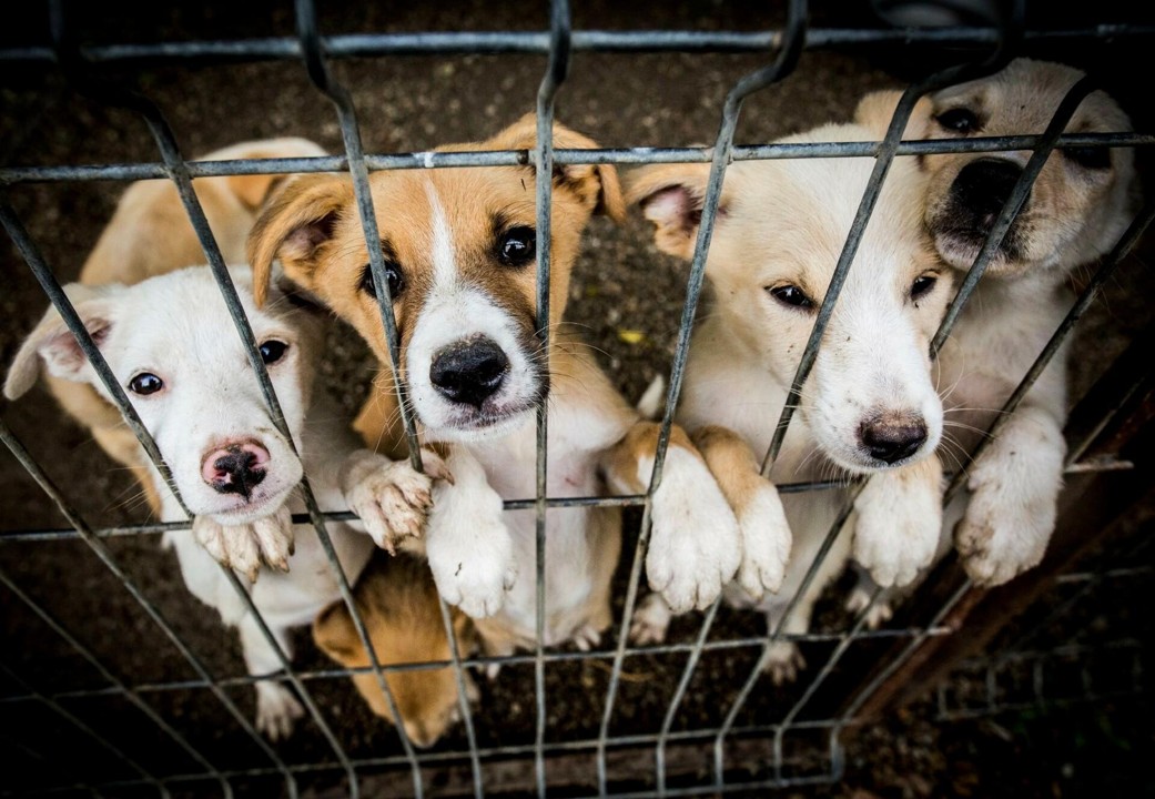Shelter Pets Deserve Love, Too!