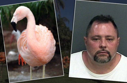 This Florida man attacked a flamingo.